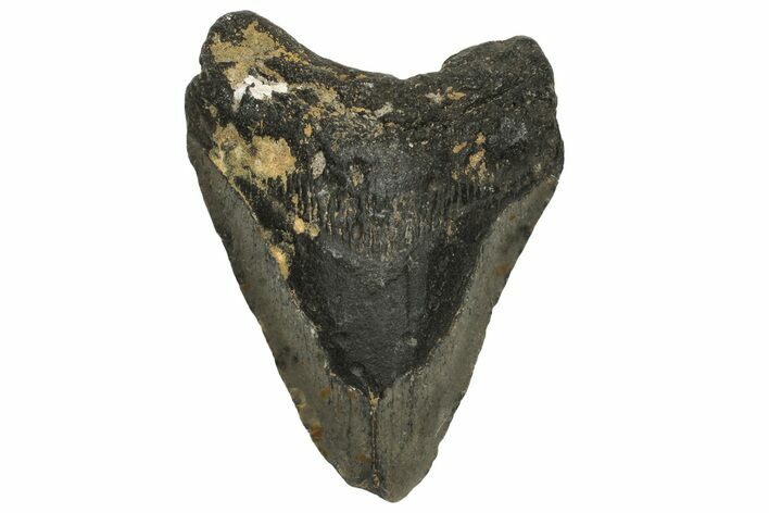 Bargain, Fossil Megalodon Tooth - North Carolina #234761